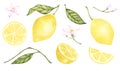 Set of watercolor illustrations of yellow lemon citrus fruits, flowers, green leaves. Hand painted on a white background