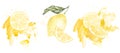 Set of watercolor illustrations of yellow lemon citrus fruits, flowers, green leaves. Hand painted on a white background