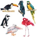 Watercolor images of exotic birds Royalty Free Stock Photo