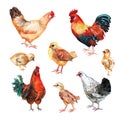 Set of watercolor images of hens, cocks and chicken.