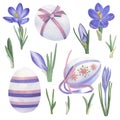 A set of watercolor images of lilac crocuses and Easter eggs. Royalty Free Stock Photo
