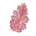 Set of watercolor images of stylized acanthus leaves