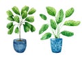 Set of watercolor indoor plants in blue pots isolated on white background