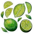 Set of watercolor juicy lime and leaves, mediterranean illustration for design. Citrus fruits collection, limes and limes slices. Royalty Free Stock Photo