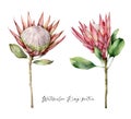 Set of watercolor King proteas. Hand painted tropical pink flowers and leaves isolated on white background. Floral Royalty Free Stock Photo