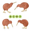 Set of watercolor Kiwi birds isolated on white