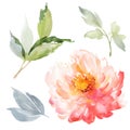 Set of watercolor large peony