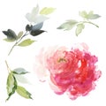 Set of watercolor large peony