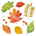 Set of watercolor leaves and berries, paint texture, vector