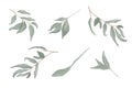 Set watercolor leaves. Botanical clipart. Set of Green leaves, herbs and branches. Floral Design elements. Perfect for wedding Royalty Free Stock Photo
