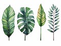 set of watercolor leaves of equatorial vegetation, jungle , banana tree, eucalyptus, acanthus, monsteria, white background, ai