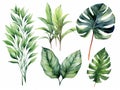 set of watercolor leaves of equatorial vegetation, jungle , banana tree, eucalyptus, acanthus, monsteria, white background, ai