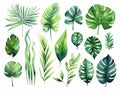 set of watercolor leaves of equatorial vegetation, jungle , banana tree, eucalyptus, acanthus, monsteria, white background, ai