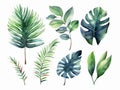 set of watercolor leaves of equatorial vegetation, jungle , banana tree, eucalyptus, acanthus, monsteria, white background, ai