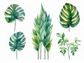 set of watercolor leaves of equatorial vegetation, jungle , banana tree, eucalyptus, acanthus, monsteria, white background, ai