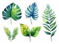 set of watercolor leaves of equatorial vegetation, jungle , banana tree, eucalyptus, acanthus, monsteria, white background, ai