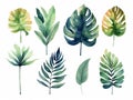 set of watercolor leaves of equatorial vegetation, jungle , banana tree, eucalyptus, acanthus, monsteria, white background, ai