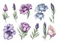 set of watercolor lisianthus on white background, generative ai Royalty Free Stock Photo
