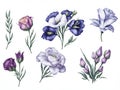 set of watercolor lisianthus on white background, generative ai Royalty Free Stock Photo