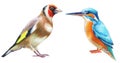 set of watercolor birds, kingfisher and goldfinch hand drawn illustration on white background