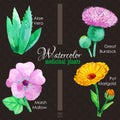 Set of watercolor madicinal plants Royalty Free Stock Photo