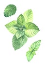 Set of watercolor mint leaves