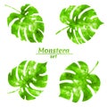 Set of watercolor monstera leaves