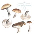 Set of watercolor mushrooms. Brown cap boletus.