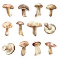 Set of watercolor mushrooms for your design.