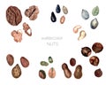 Set of watercolor nuts, hand painted isolated