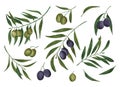 Set of watercolor olives and olive branches