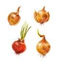 Set of watercolor onion isolated