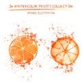 Set of watercolor oranges vector illustration. Splashed Royalty Free Stock Photo