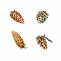 Set of watercolor painted and hand drawn inked drawing of pine cones. Collection of Christmas hand drawn fir cones. Royalty Free Stock Photo