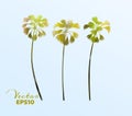 Set of watercolor palm trees . Coconut plant isolated. Vector illustration Royalty Free Stock Photo