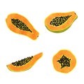 Set of watercolor papaya fruit. Vector illustration