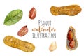 Set of watercolor peanut elements