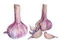 Set watercolor peeled garlic isolated on white background. Hand drawn clove spicy condiment seasoning vegetable for