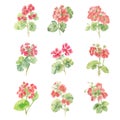 Set of watercolor Pelargonium flowers on white background. Hand drawn illustration.