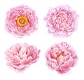Set of watercolor peonies isolated on white background. Royalty Free Stock Photo