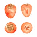 Set of watercolor persimmons in different forms