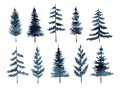 Set of watercolor pines and firs isolated on white background Royalty Free Stock Photo