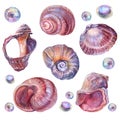 Set watercolor pink brown sea shell and nacreous bead pearl isolated on white background. Creative hand drawn realistic