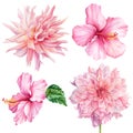 Set of watercolor pink flowers, dahlia, hibiscus, isolated white background, botanical illustration Royalty Free Stock Photo
