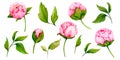 Set of watercolor pink peonies isolated on white background. Collection of botanical illustrations Royalty Free Stock Photo