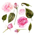 Set of watercolor pink roses, buds, leaves.