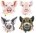 Set of watercolor portrait pigs and boar Royalty Free Stock Photo