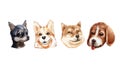 Set of watercolor portraits Chihuahua, corgi, shiba and beagle isolated on white background