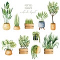 Set of watercolor potted plants, home plants collection