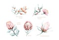 Set of watercolor protea flower and tropical leaves, hand painted illustration of exotic australian and african floral